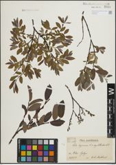 Foto von Salix lapponum L. x Salix myrtilloides L.